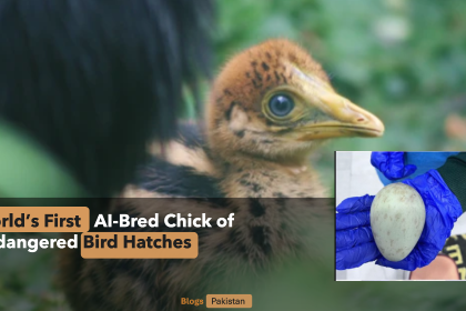 A New Dawn for Conservation: World’s First AI-Bred Chick of Endangered Bird Hatches